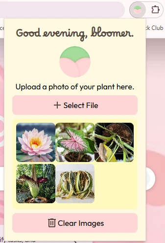 Screenshot of Bloomia